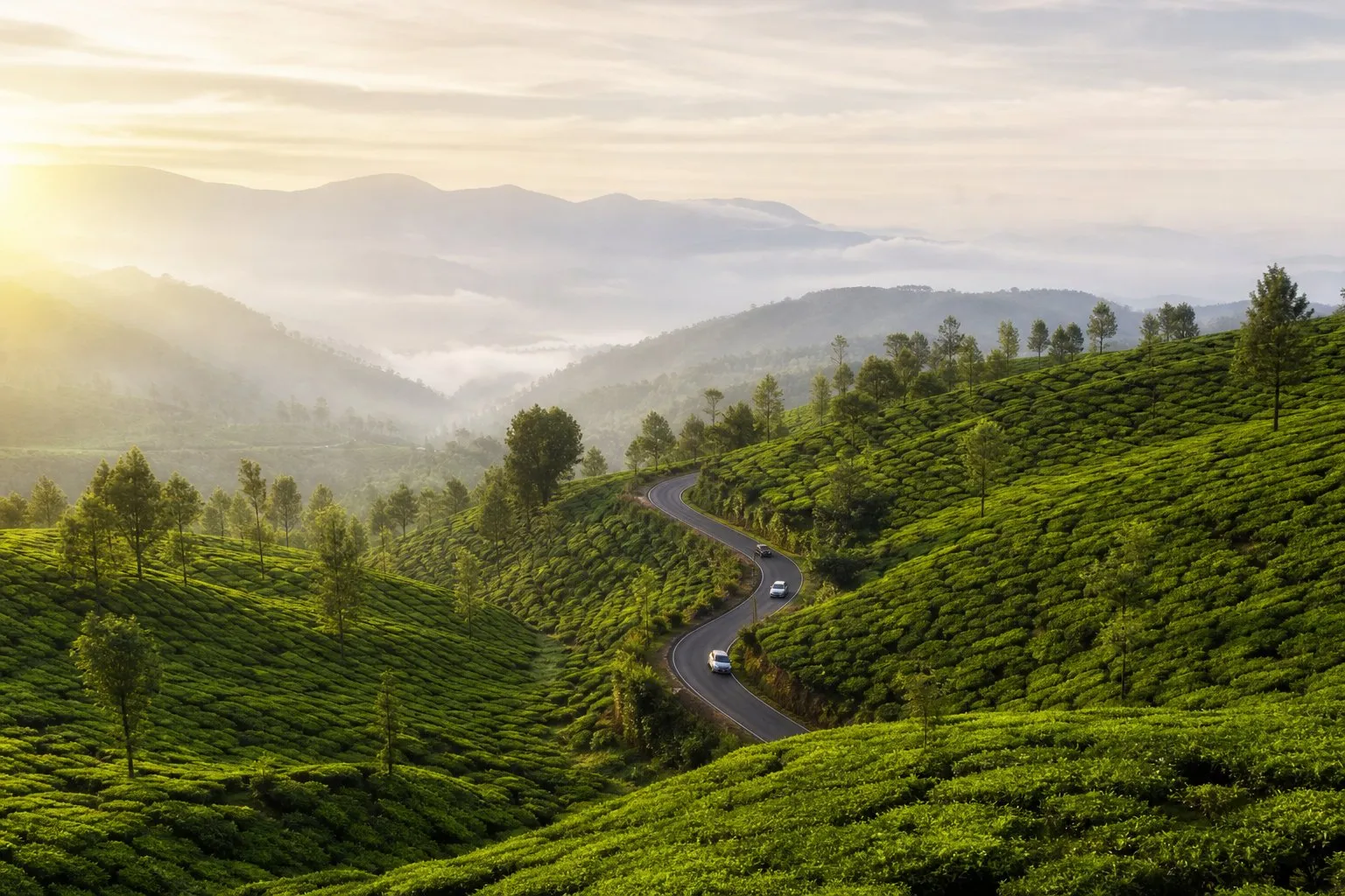 Green tea plantations and winding hill roads in Munnar, Kerala